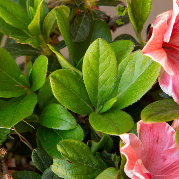 Encore Azalea 1 Gallon Autumn Sunburst Encore Azalea Wayfair